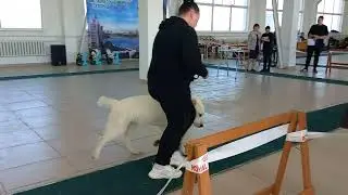 Выставка собак в Благовещенске. Ринг САО. Судит Якунина Наиля. 2 апреля 2022.