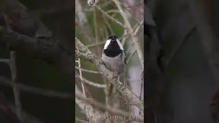 Coal tit singing in spring  