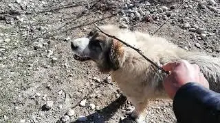YENİ GELEN SALDIRGAN KÖPEĞİ ALIŞTIRMA AŞAMASI