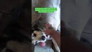 Cachorro vidente super fofo 4 #petlovers #br #viral