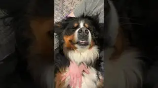 Big Fluffy Rescue Dog Feels Safe When She’s Rocked Like a Baby 🥹💗