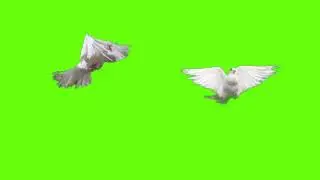 Green screen white doves birds