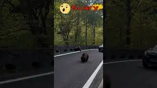 Stop! Your Beloved Teddy Bear is on the Road...