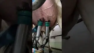 quickly connected the milking machine 