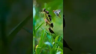 Birds feeding on a branch