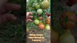 Обзор томата сорта Банзай за лето. 1 августа. #огород #дача #помидоры