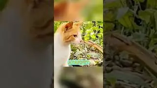 Кошка И ЗМЕЯ 🐍😱 (что будет) ✨ #шортс #факты #кошки #змеи #интересное
