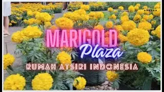 Marigold Plaza, Rumah Atsiri Indonesia 
