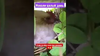 Курица Бентамка села на яйца (на гнездо) 