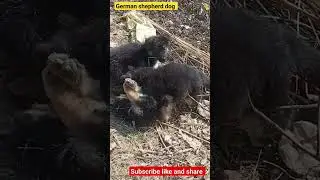 #shorts #trending #shortsfeed #shortvideo #ytshorts #animals #doglover #dog #villagelife