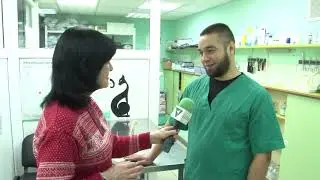 Вывих коленной чашечки у карликовых собак