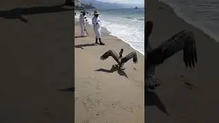 Наглый пеликан-попрошайка. Пуэрто Ваярта,  Мексика 2022 март. Mexico Pouerto Vallarta.