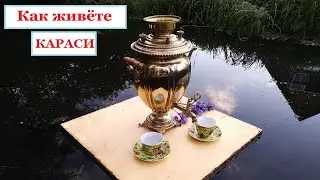 Как живёте караси? Ничего себе мерси. Юмор.