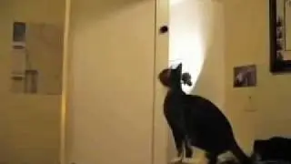 Кот - нинзя!!!!