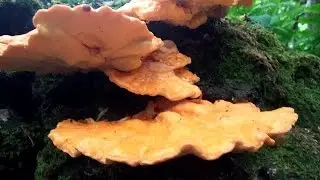 Chicken of the Woods Fajitas (Laetiporus sulphureus)