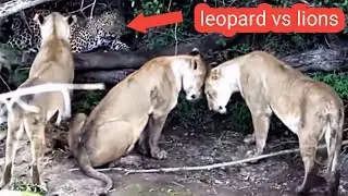 leopard vs lions | lions attack leopard | wood animals #leopard #lions