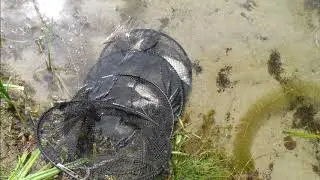 Miasto Gniezno Jez Głęboczek Połowy ryb !