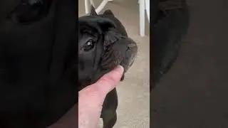 French Bulldog Catches A Lizard