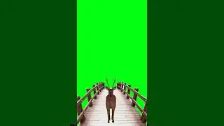 Deer running green screen animation video