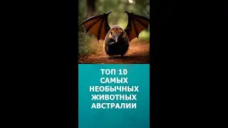 Топ 10 самых необычных животных Австралии 