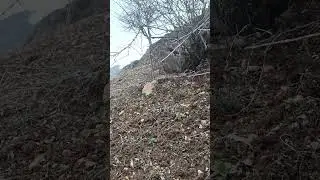 шикори кабк дар Таджикистан