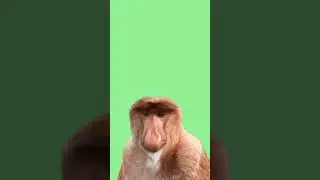 Big Nose Monkey 