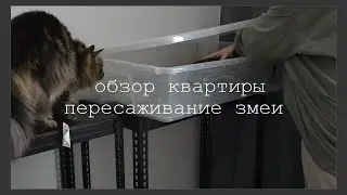 РУМ ТУР + ПЕРЕСАЖИВАЕМ ЗМЕЮ