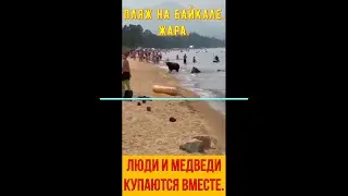 Пляж на Байкале. Жара. Люди и медведи купаются вместе.