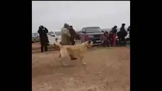 Беркут...Самый сильный Волкодав 2021г...