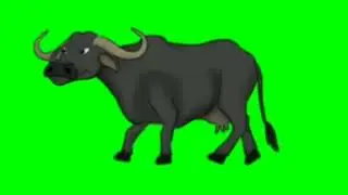 Cow walk green screen / green screen cow Ox walk / green screen animals / brain master