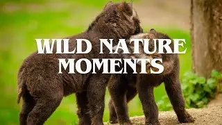 Unbelievable Moments in the Wild – Nature at Its Best