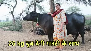 25kg दूध देगी गारंटी के साथ, मंजू घड़ावटी रोहतक, कोई भी कितनी बार दूध निकाल कर देख सकता है