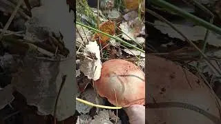 подосиновик