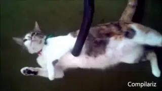 Коты и пылесосы  Дружба или ненависть