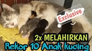 Melahirkan yang ke 2x induk kuicng ini Pecahkan rekor || cat giving birth