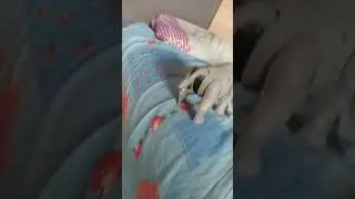 как писает слон