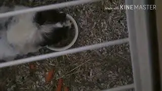 Странное пробное видео песен из программы для монтажа и милая морская свинка