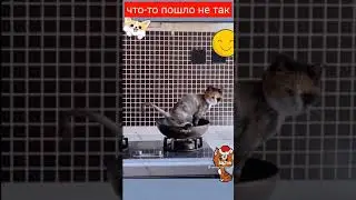 ПРИКОЛЫ С КОТАМИ (2021)