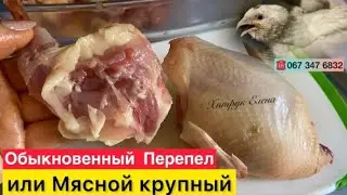 Купить инкубационное яйцо перепела Украина//Крупный мясной перепел селекция Хитрук Елена Украина