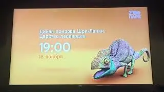 Фрагмент анонса (Зоопарк, 01.11.2022)