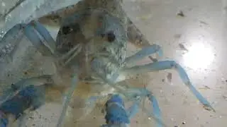 Up close With Baby Marbled Crayfish Self Cloning Crayfish