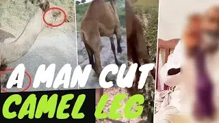 Camel leg cut incident update | Camel is karachi shift at Karachi| Install prosthtic leg