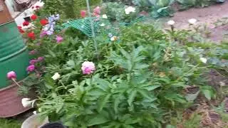 Дела огородные. Приучаю цыплят