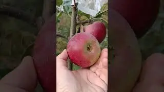 СОРТ ЯБЛОНИ АЛЕСЯ 3.10.23
