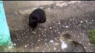 Kotegi.mp4