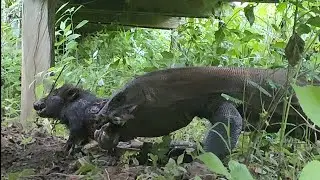 Комодские Вараны Ловят и Проглатывают  Кабанов Заживо....