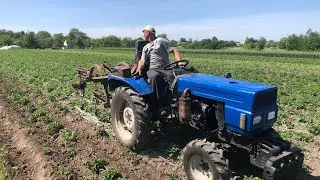 Підгортаємо картоплю з татом на городах. Засадили поле капустою