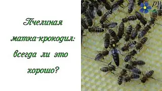 Пчелиная матка-крокодил