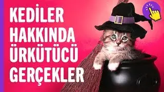 Kediler hakkında ürkütücü gerçekler | İlginç bilgiler | Aklında olsun