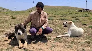 Сохпет и его Банда, собаки гор Нохур.
